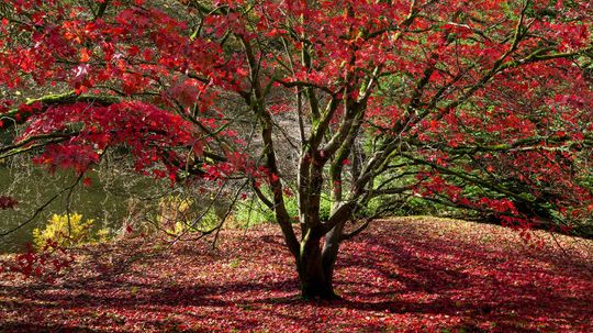 Pi Can Help You Determine the Age of Your Trees