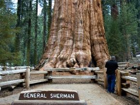 So far, General Sherman, a giant sequoia, holds the title of being the world's most massive single tree.