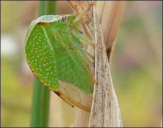 Treehopper