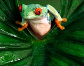 Treefrog＂border=