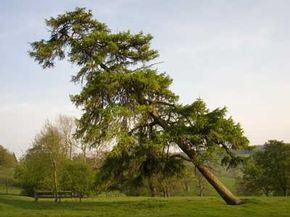 wind trees