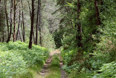 Forests, like this one in France, cover 30 percent of the Earth.