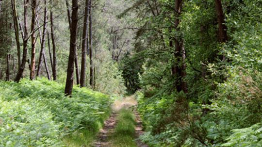 How do trees affect the weather?