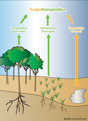 Trees and our Climate | HowStuffWorks