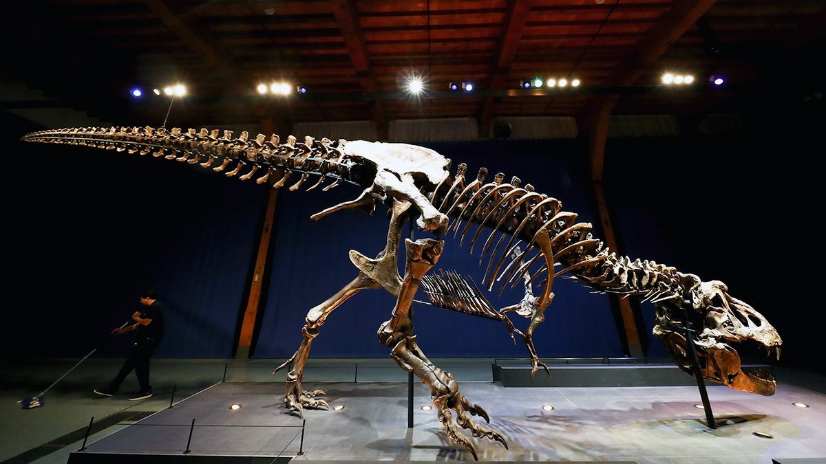 Dinosaurs: Why did 'T. rex' have such tiny arms?, Science