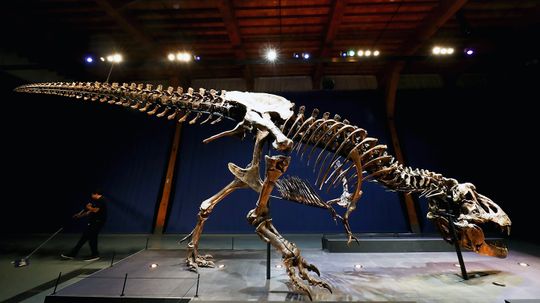 Why Did the T. Rex Have Such Puny Arms?