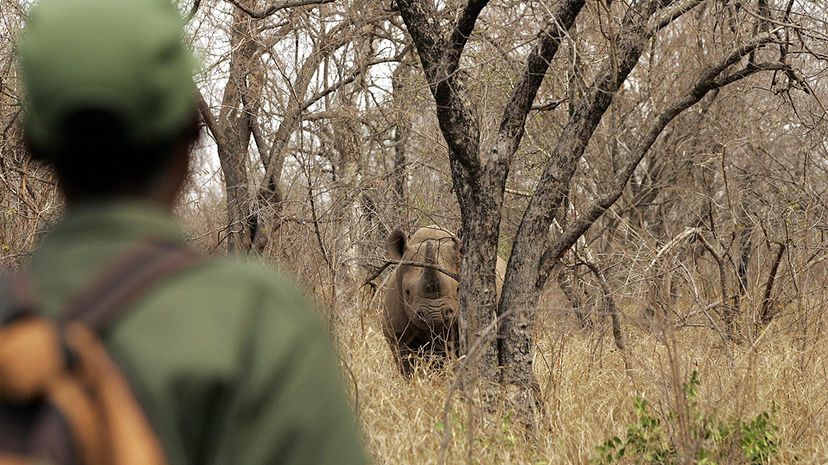 black rhinoceros