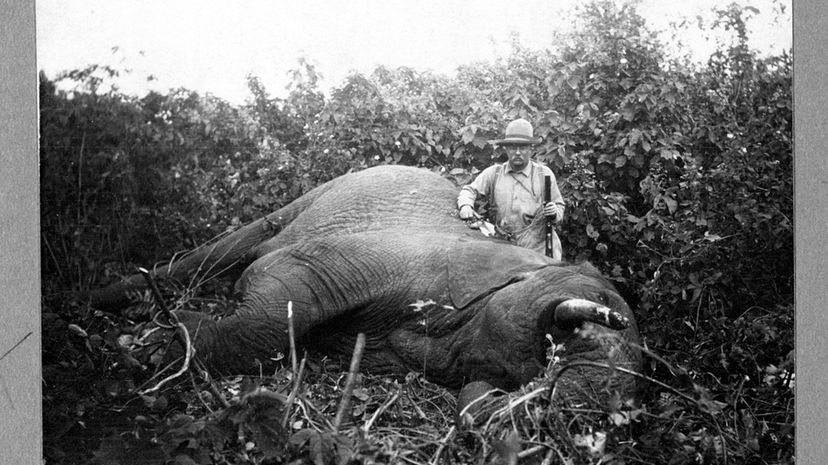 Teddy Roosevelt with elephant kill
