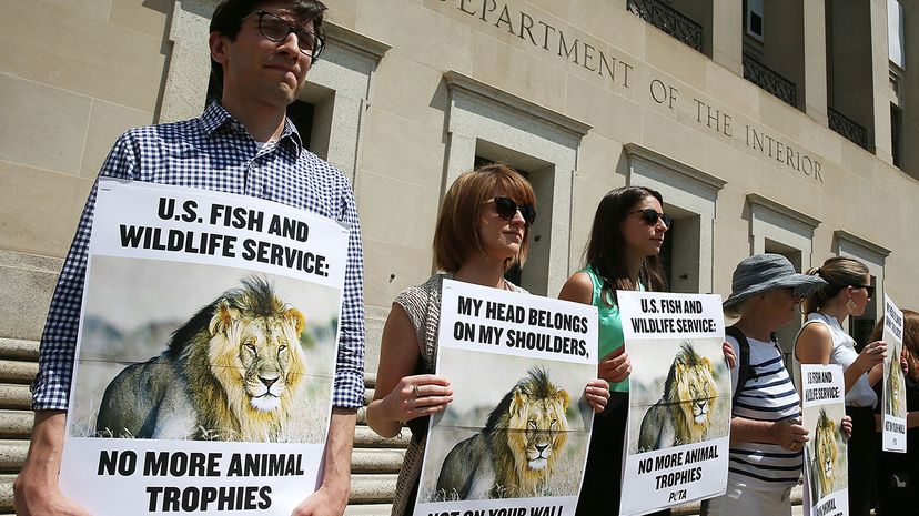 big game hunting protests