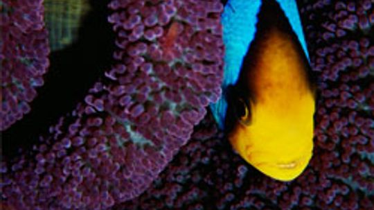 The Ultimate Tropical Fish Quiz