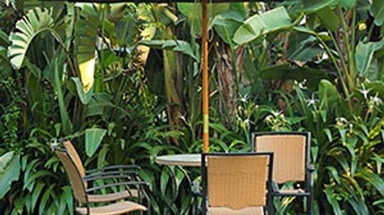 5 Tips for Creating a Tropical Backyard