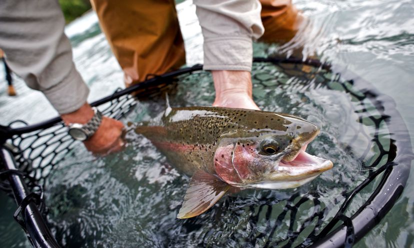 The Ultimate Trout Fishing Gear Quiz