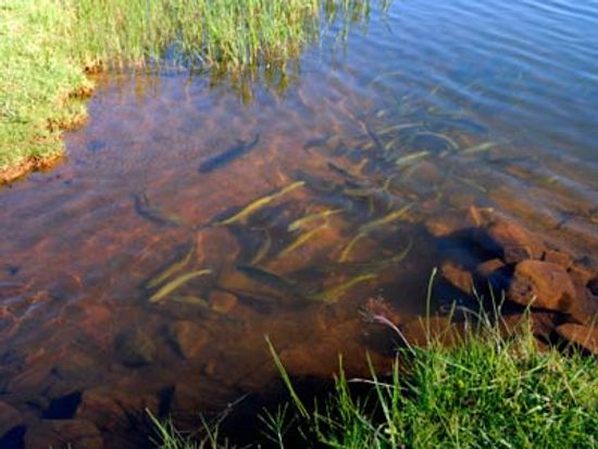 18新利最新登入鲑鱼产卵是如何运作的吗”class=