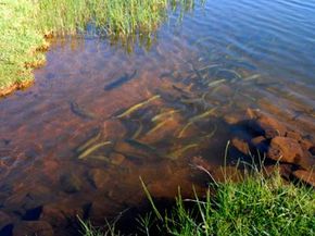 一群彩虹鳟鱼(Oncorhynchus mykiss)在池塘里游泳，普马兰加，南非＂width=