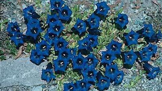 Trumpet Gentian