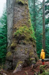 ­In the Northern Hemisphere, moss on the southern side of trees is usually greener.