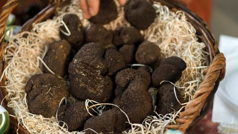 Truffles: The Rarest and Most Expensive Fungi in the World - Vimarsana News
