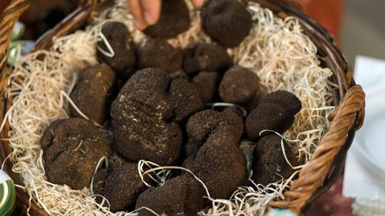 Truffles: The Rarest and Most Expensive Fungi in the World