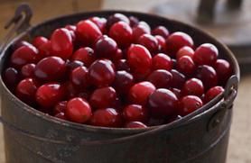 cranberry photo