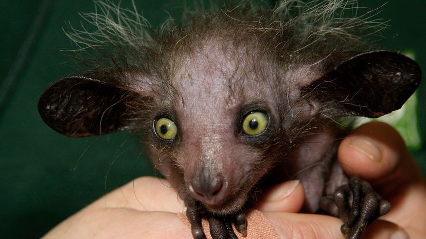 10 of the World's Ugliest Animals: So Homely They're Cute | HowStuffWorks