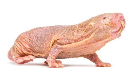 10 of the World's Ugliest Animals: So Homely They're Cute - Vimarsana News