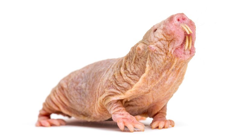 Is this really the world's ugliest animal?, Animals Now