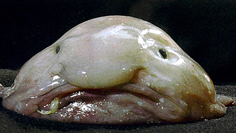 In Defense of the Blobfish: The 'World's Ugliest Animal' Is Our Fault, Smart News