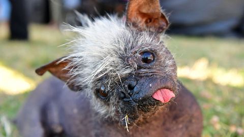 Unsightly But Sweet, Mr. Happy Face Wins World's Ugliest Dog Contest - Vimarsana News