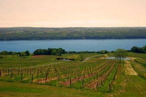 The Finger Lakes region of New York is home to dozens of wineries, many of which are known for their rieslings and ice wines.
