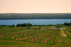 Vineyard next to lake