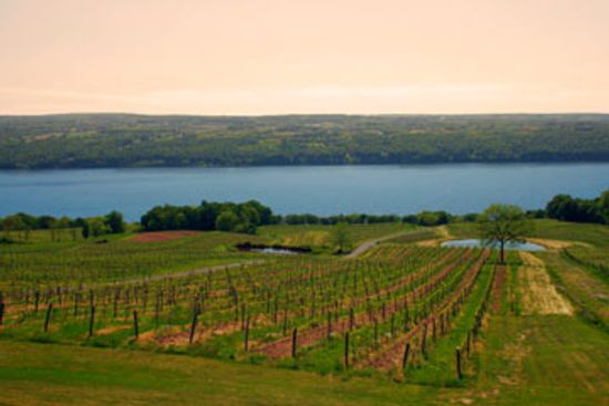 Ultimate Guide to New York Wine Country