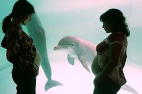 How's this for ultrasonic mind control? Two pregnant women display their stomachs to a female dolphin during a class in Lima, Peru, based on the idea that a dolphin's ultrasonic calls can positively stimulate a baby's brain inside the womb.