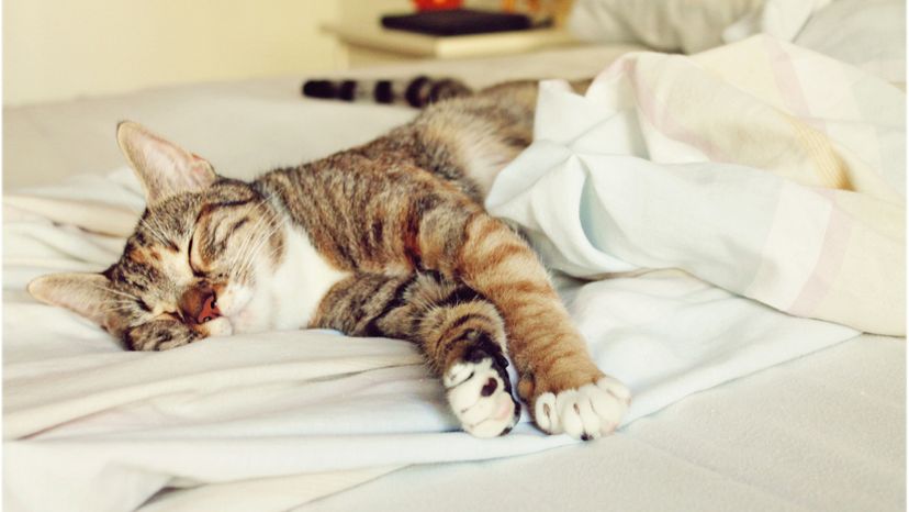 A kitten sleeping peacefully on a white bed.