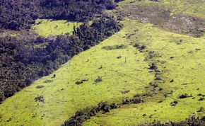 Brazilian rainforest deforestation