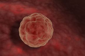 Within the first week after fertilization, the human blastocyst is ready for its new home, the nutrient-rich endometrium.
