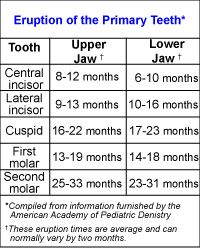 The first upper and lower molars typically appear when the baby is between 13 and 19 months old.