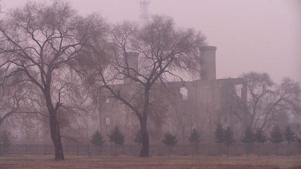 Foggy nature meets industrial tree environment.