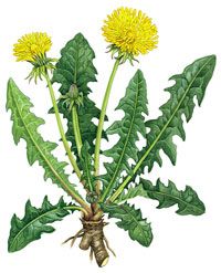 Despite the milky white sap in the stem, all parts of the dandelion are edible. Boil the leaves or bake and grind the root for a coffee substitute.