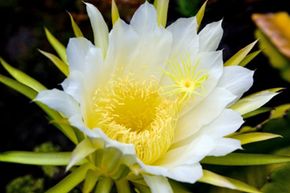 The Queen of the Night blooms from a pretty ugly cactus every summer.