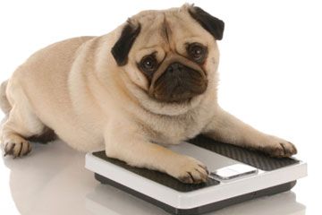 chubby dog sitting on a scale