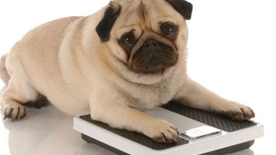 Home Remedies for Overweight Dogs