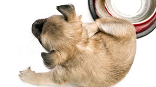 Home Remedies for Dogs With Fleas