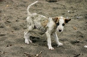This poor stray puppy's ratty-looking coat might be a sign of mange. 