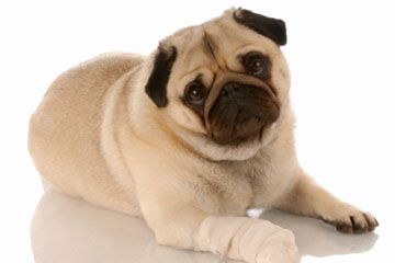 dog with bandaged paw