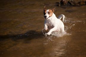 Jack Russell terrier playing in water