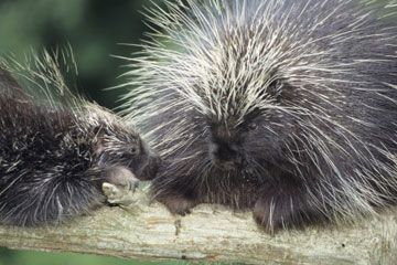 two porcupines