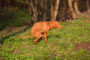 Natural treatment for dog sales worms