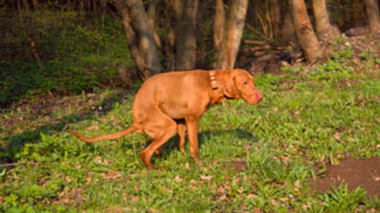 why is there maggots in my dogs poop