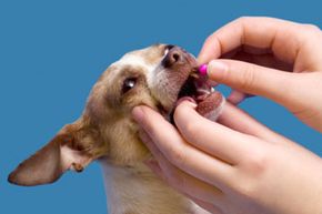 someone giving a small dog a pink pill