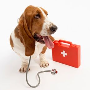 Your dog needs a first-aid kit, too.